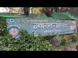 kolhapuri misal pav: Gavran Misal